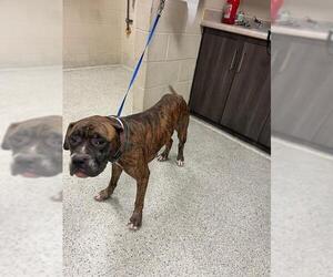 Boxer-Unknown Mix Dogs for adoption in Conroe, TX, USA