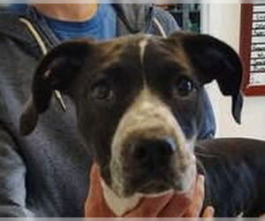 Pointer-Unknown Mix Dogs for adoption in Canton, CT, USA