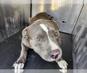 American Staffordshire Terrier-Unknown Mix Dogs for adoption in San Antonio, TX, USA