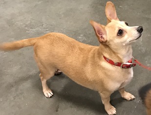 Dorgi Dogs for adoption in O Fallon, MO, USA