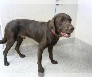 Labrador Retriever-Unknown Mix Dogs for adoption in Pasadena, TX, USA