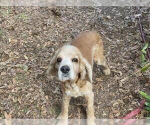 Cocker Spaniel Dogs for adoption in Tallahassee, FL, USA