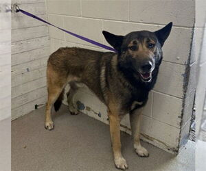 German Shepherd Dog-Unknown Mix Dogs for adoption in San Bernardino, CA, USA