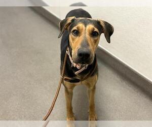 Doberman Pinscher-Unknown Mix Dogs for adoption in HESPERIA, CA, USA
