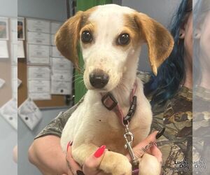 Beagle-Feist Terrier Mix Dogs for adoption in Washington, DC, USA