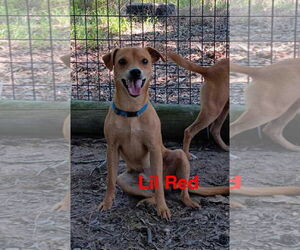 - Mix Dogs for adoption in Farmerville, LA, USA