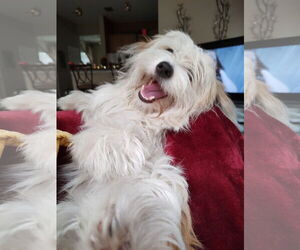 Mutt Dogs for adoption in Valrico, FL, USA