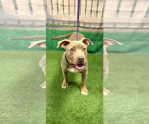 Mutt Dogs for adoption in Euless, TX, USA