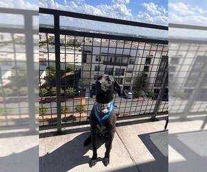Labrador Retriever Dogs for adoption in San Antonio, TX, USA