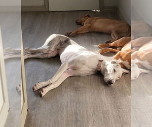 Great Dane Dogs for adoption in Bullard, TX, USA