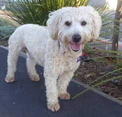 Poochon Dogs for adoption in Los Angeles, CA, USA