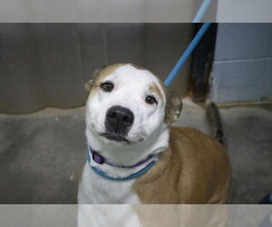 Labrador Retriever-Unknown Mix Dogs for adoption in Mountain Home, AR, USA