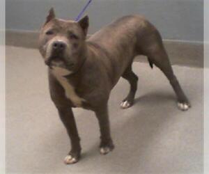 American Pit Bull Terrier-Unknown Mix Dogs for adoption in Las Vegas, NV, USA