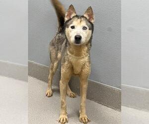 Siberian Husky-Unknown Mix Dogs for adoption in Las Vegas, NV, USA