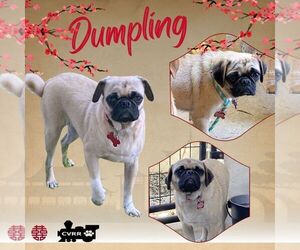 Pug Dogs for adoption in Lindsay, CA, USA