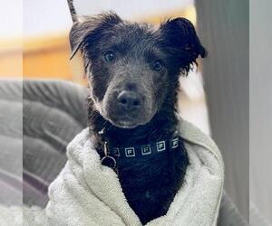 Collie-Unknown Mix Dogs for adoption in San Diego, CA, USA