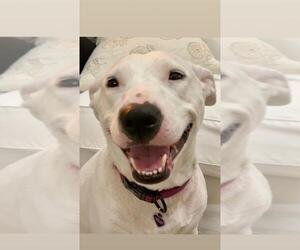 Bull Terrier-Labrador Retriever Mix Dogs for adoption in Katy, TX, USA