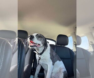 Dalmatian-Great Dane Mix Dogs for adoption in Bullard, TX, USA