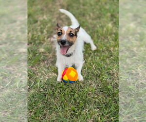 Jack Russell Terrier Dogs for adoption in Claremore, OK, USA