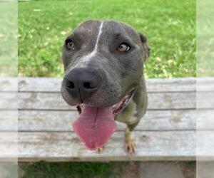 American Pit Bull Terrier Dogs for adoption in Tulsa, OK, USA