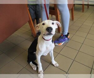 American Pit Bull Terrier-Unknown Mix Dogs for adoption in Ocala, FL, USA