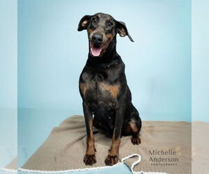 Doberman Pinscher Dogs for adoption in Corona, CA, USA