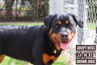 Rottweiler Dogs for adoption in La Verne , CA, USA