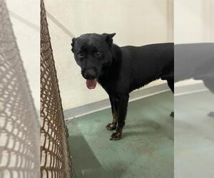 German Shepherd Dog Dogs for adoption in Palmetto, FL, USA