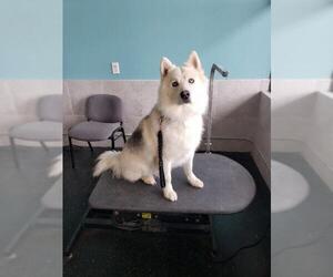 Siberian Husky Dogs for adoption in Des Moines, IA, USA