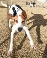 Treeing Walker Coonhound Dogs for adoption in Hopkinton, MA, USA