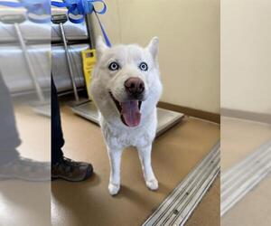 Siberian Husky Dogs for adoption in Chula Vista, CA, USA