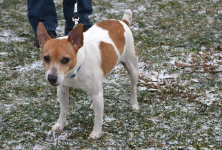 Jack Russell Terrier Dogs for adoption in Akron, OH, USA