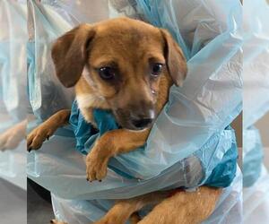 Chihuahua Dogs for adoption in San Martin, CA, USA