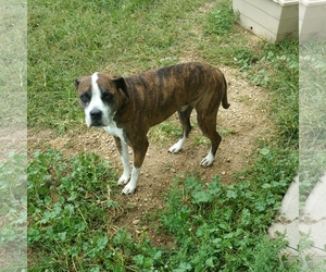 Boxer Dogs for adoption in Maquoketa, IA, USA