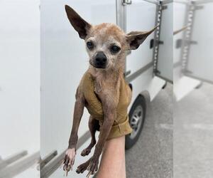 Chihuahua Dogs for adoption in Rosenberg, TX, USA
