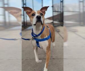 Boxer-Unknown Mix Dogs for adoption in Boston, MA, USA
