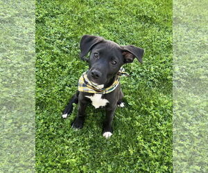 Labrador Retriever-Unknown Mix Dogs for adoption in Phoenix, AZ, USA