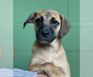 Mutt Dogs for adoption in Elmsford, NY, USA