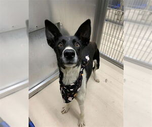 - Mix Dogs for adoption in Fairbanks, AK, USA