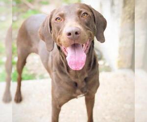 German Shorthaired Pointer Dogs for adoption in Fredericksburg, TX, USA