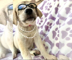 Mutt Dogs for adoption in Goodyear, AZ, USA