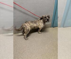 Border Terrier-Unknown Mix Dogs for adoption in Las Vegas, NV, USA