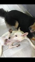 Pharaoh Hound Dogs for adoption in NYC, NY, USA