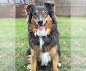 Medium Photo #1 Australian Shepherd-Unknown Mix Puppy For Sale in Grafton, WI, USA