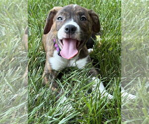American Pit Bull Terrier-Unknown Mix Dogs for adoption in Clarkston, MI, USA