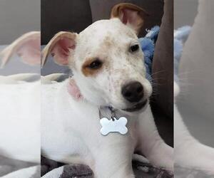 Parson Russell Terrier Dogs for adoption in CEDAR RAPIDS, IA, USA
