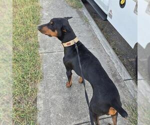Doberman Pinscher-Unknown Mix Dogs for adoption in San Antonio, TX, USA