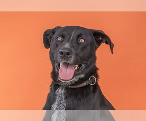 German Shepherd Dog Dogs for adoption in Pasadena, CA, USA