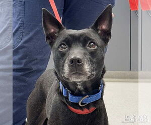 Mutt Dogs for adoption in Washington, DC, USA