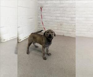 Mutt Dogs for adoption in San Bernardino, CA, USA